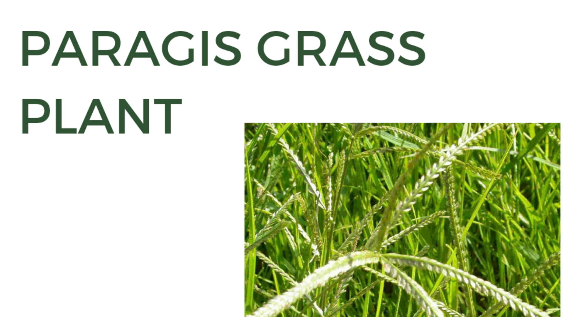 health benefits of Paragis grass