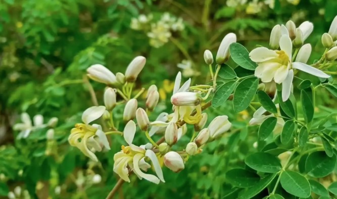 Moringa