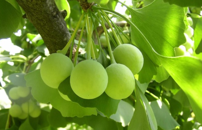 ginkgo (ginkgo biloba)