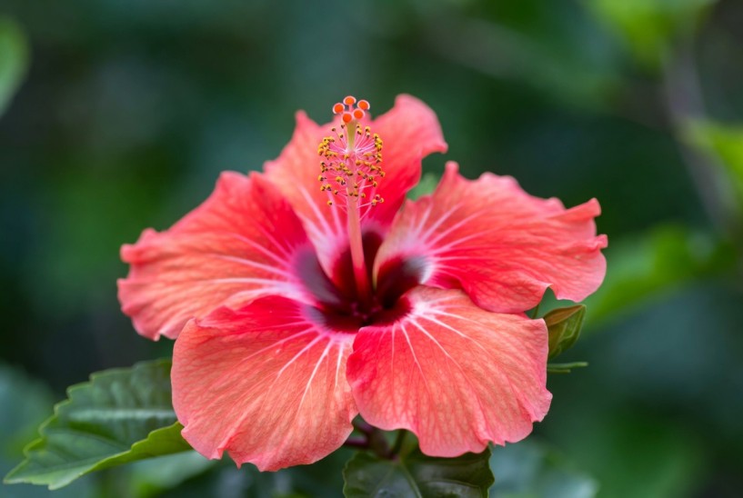 hibiscus